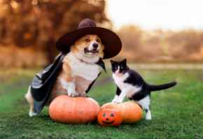 Picture for category Halloween